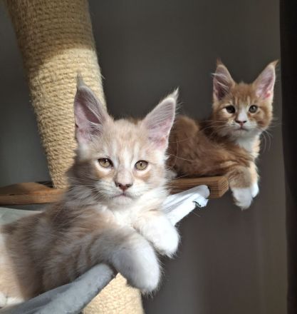 Maine coon Katerchen sucht tolles Zuhause