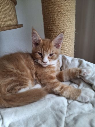 Maine coon Katerchen sucht tolles Zuhause