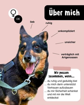 EMA - sucht ruhiges Zuhause