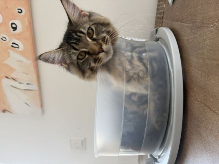 Maine Coon