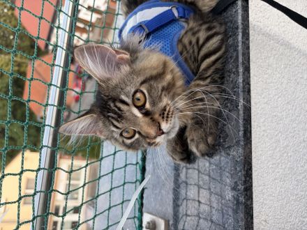 Maine Coon