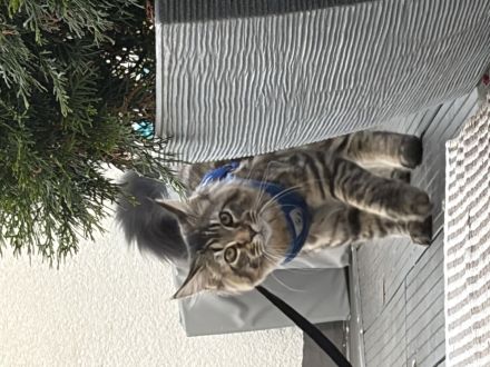 Maine Coon
