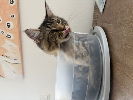 Maine Coon