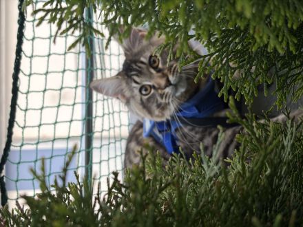 Maine Coon