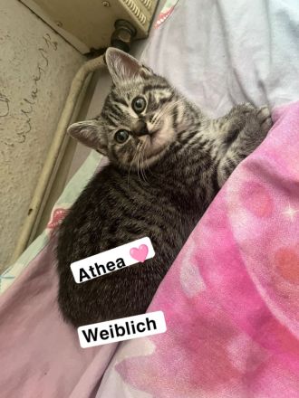 Zwei süße kitten suchen noch ein für immer zuhause