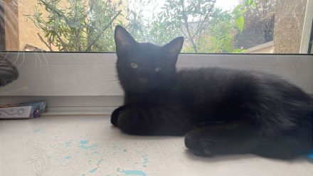 Zwei süße kitten suchen noch ein für immer zuhause