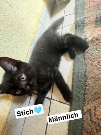Zwei süße kitten suchen noch ein für immer zuhause