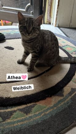 Zwei süße kitten suchen noch ein für immer zuhause