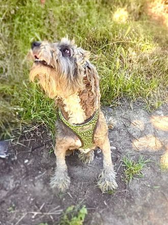 Ramagnole Lagotto Mädchen Telma