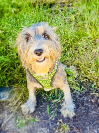 Ramagnole Lagotto Mädchen Telma