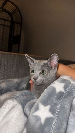 Russisch Blau Kater