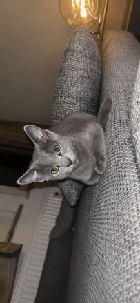 Russisch Blau Kater