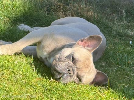 Hund abzugeben