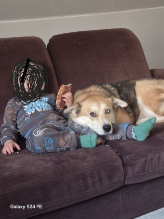 Familienhund Emma