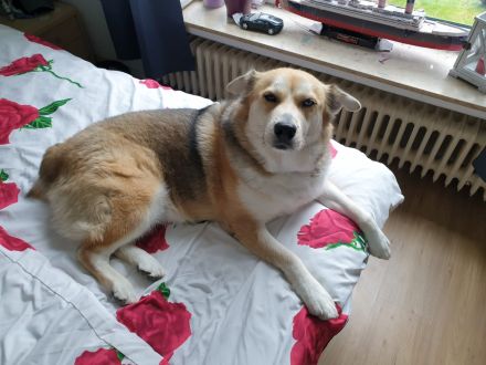 Familienhund Emma