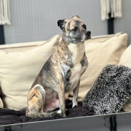 Flori in 52223 Stolberg-Büsbach sucht sein Für-immer-Zuhause