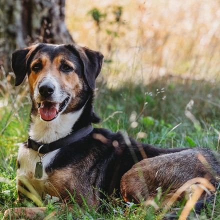 Wanja in 55411 Bingen sucht ihr Für-immer-Zuhause