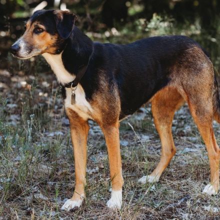 Wanja in 55411 Bingen sucht ihr Für-immer-Zuhause