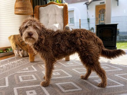 Cleo auf Pflegestelle in 84405 Dorfen sucht ihr Für-immer-Zuhause
