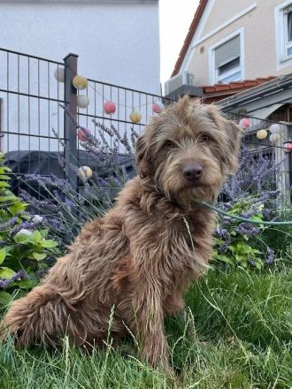 Cleo auf Pflegestelle in 84405 Dorfen sucht ihr Für-immer-Zuhause