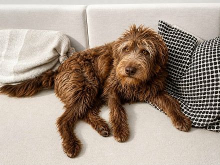 Cleo auf Pflegestelle in 84405 Dorfen sucht ihr Für-immer-Zuhause