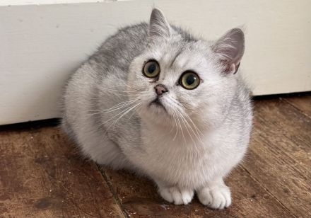 BKH Katze und Kater