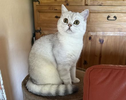 BKH Katze und Kater