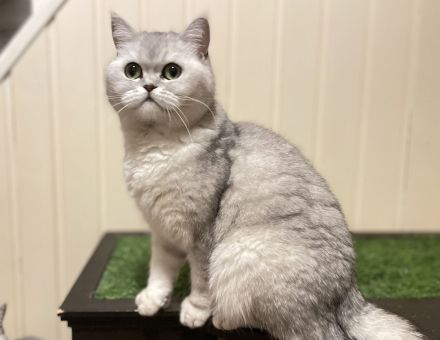 BKH Katze und Kater