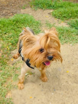 Mini Yorkie Sonic