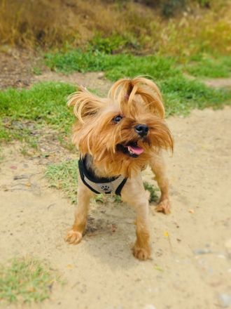 Mini Yorkie Sonic