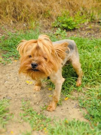 Mini Yorkie Sonic