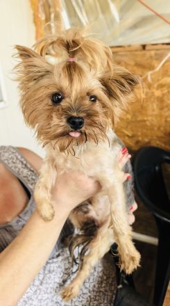 Mini Yorkie Sonic