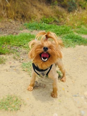 Mini Yorkie Sonic