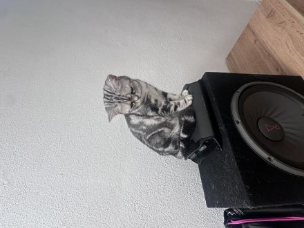 Liebevolle BKH-Katze Fluffy sucht ein neues Zuhause ❤️