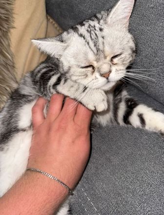 Liebevolle BKH-Katze Fluffy sucht ein neues Zuhause ❤️
