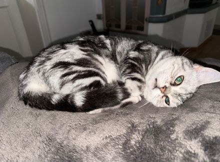 Liebevolle BKH-Katze Fluffy sucht ein neues Zuhause ❤️