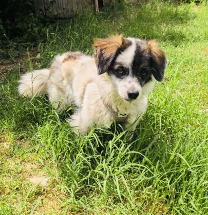 Kokonimix Gipsy ein Gute Laune Hund