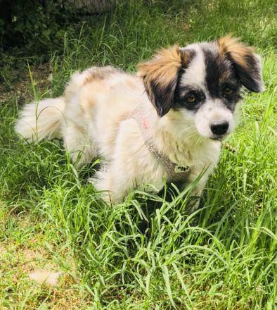 Kokonimix Gipsy ein Gute Laune Hund