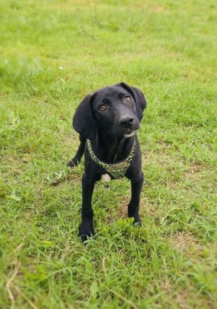 Labrador Mix Ares