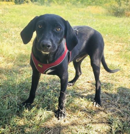 Labrador Mix Ares