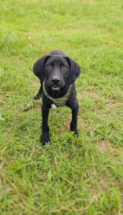 Labrador Mix Ares
