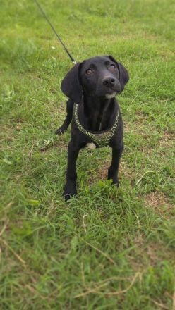 Labrador Mix Ares