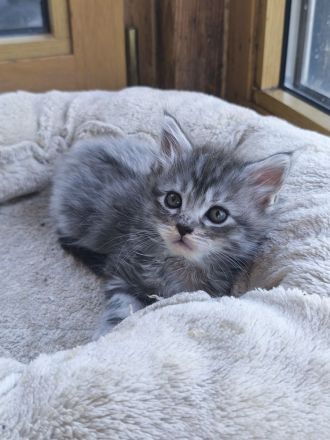 Zauberhafte Maine Coon Babykatzen suchen ein neues Zuhause a