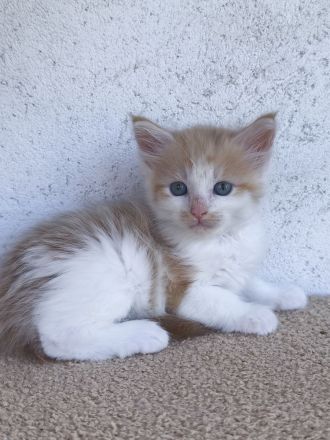Zauberhafte Maine Coon Babykatzen suchen ein neues Zuhause a