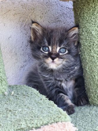 Zauberhafte Maine Coon Babykatzen suchen ein neues Zuhause a