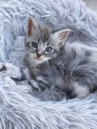 Zauberhafte Maine Coon Babykatzen suchen ein neues Zuhause a