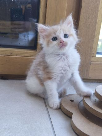 Zauberhafte Maine Coon Babykatzen suchen ein neues Zuhause a