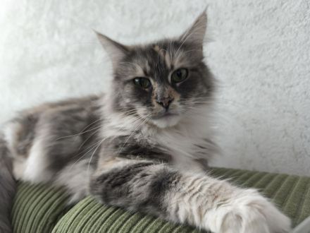 Zauberhafte Maine Coon Babykatzen suchen ein neues Zuhause a