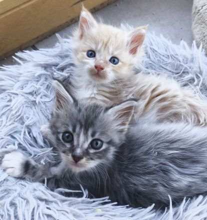 Zauberhafte Maine Coon Babykatzen suchen ein neues Zuhause a
