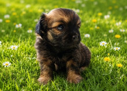 Chihuahua Pekinese Welpen